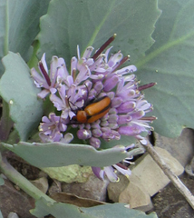 Thelypodium repandum
