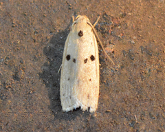 Scythropiodes issikii