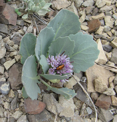 Thelypodium repandum