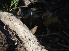 Quilaphoetosus monachus valdiviae