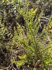 Hypericum tenuifolium