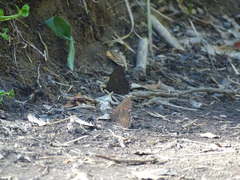 Quilaphoetosus monachus valdiviae