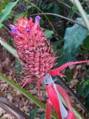 Ananas comosus comosus