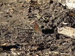 Quilaphoetosus monachus valdiviae