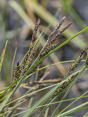 Carex nigra