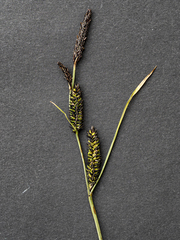Carex nigra