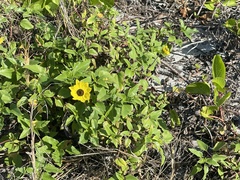 Helianthus debilis