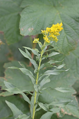 Solidago lepida salebrosa