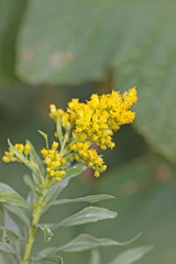 Solidago lepida salebrosa