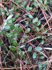 Vaccinium crassifolium