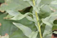 Solidago lepida salebrosa