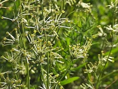 Asperula molluginoides