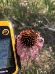 Echinacea simulata
