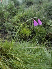 Hesperantha baurii