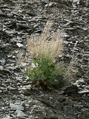 Thelypodium repandum