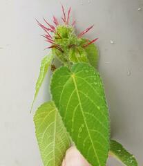 Acalypha villicaulis