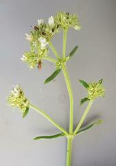 Agathisanthemum bojeri