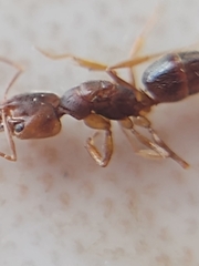 Anochetus