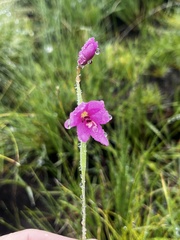 Hesperantha baurii