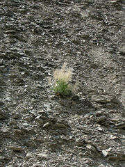 Thelypodium repandum
