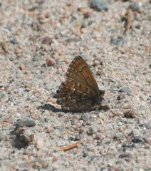 Callophrys niphon