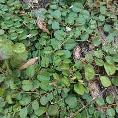 Evolvulus nummularius