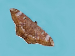 Cyclopis caecutiens