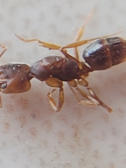 Anochetus