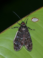 Eucereon compositum
