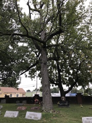 Liquidambar styraciflua