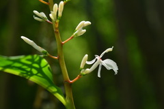 Alpinia intermedia