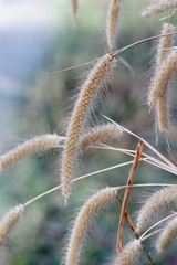 Cenchrus polystachios