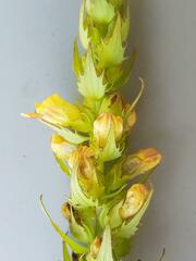 Alectra sessiliflora