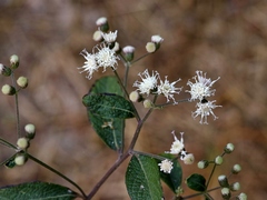 Vernonia ferruginea