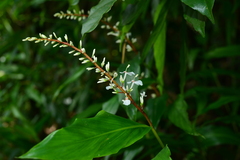 Alpinia intermedia