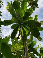 Anthocleista grandiflora