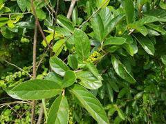 Antidesma venosum