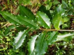 Apodytes dimidiata dimidiata