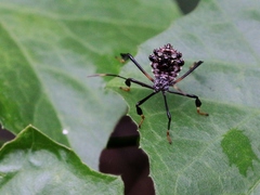 Acanthocephalini