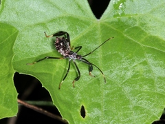 Acanthocephalini
