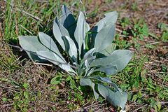 Cynoglossum cheirifolium