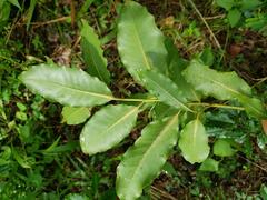 Apodytes dimidiata dimidiata
