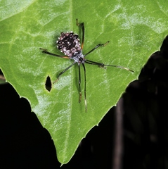 Acanthocephalini