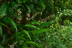 Alpinia intermedia