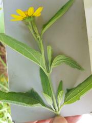 Aspilia mossambicensis