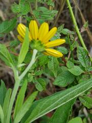 Aspilia mossambicensis