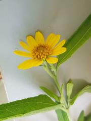 Aspilia mossambicensis