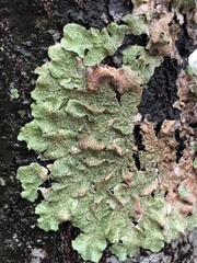 Flavopunctelia praesignis