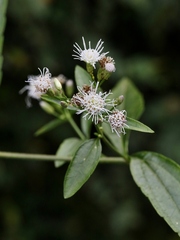 Chromolaena squalida