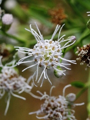 Chromolaena squalida